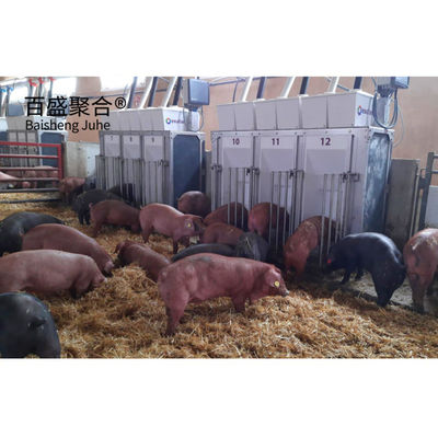 দীর্ঘ স্প্যান ইস্পাত কাঠামো কৃষি piggery ঘর নির্মাণ নকশা জন্য গরু শেল