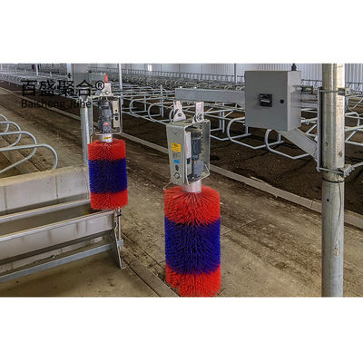 গরম ডুব Galvanized ইস্পাত কাঠামো গবাদি পশু ঘর জন্য Prefab গবাদি পশু শ্যাড ধাতু ফ্রেম