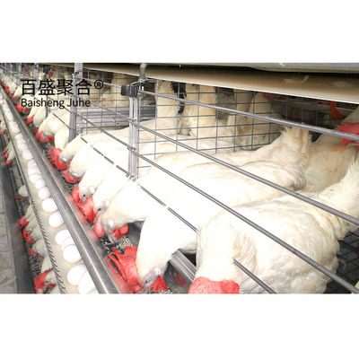 ISO9001 2008/CE/BV সার্টিফাইড স্টিল ফার্মিং হাউস ফার্মিং পশুপালন এবং হাঁস-মুরগি জন্য